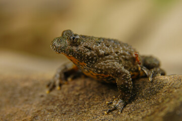 Yellow-Bellied Toad on the rock (Bombina variegata), Bieszczady Mountains, Carpathians, Poland.