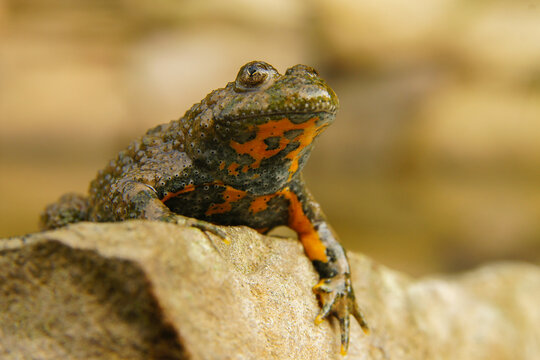 Bombina Variegata"-Bilder: Stock-Fotos & -Videos. | Adobe Stock