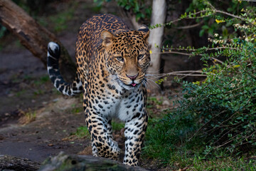 Fototapeta na wymiar leopard at the zoo