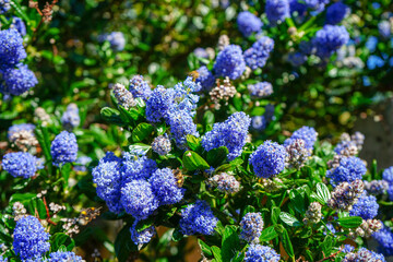 Close up of a bee on a Californian Lilac 