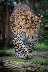 leopard at the zoo