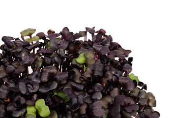Fresh purple radish sprouts isolated on white. Microgreens.