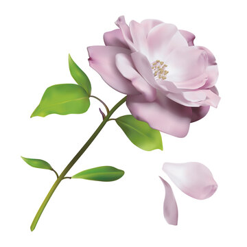 A blooming flower on a stem and leaves. The petals fall off. Vector image.
