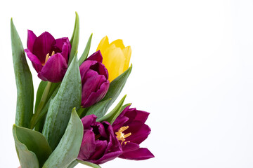 Bunch of fresh purple, yellow tulip flowers close up isolated on white background. Spring holidays concept background.