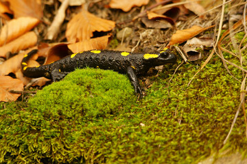 Fire Salamander on the rock, Salamandra salamandra.
