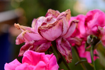 close up of pink flower, ornamental flowers