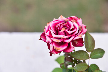 pink rose in a garden