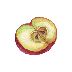 Apple. Watercolor illustration. Hand painted