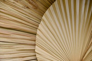 dry leaf texture,close-up dry palm leaves,wallpaper,dry palm leaf, Japanese fan,wall decoration,latania leaves,botanical genus,Arecaceae family,palm leaf, ecological design, leaf background 