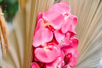 pink orchid on wooden background, ornamental flowers