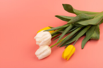 Bouquet of white and yellow tulips with space for greeting message. Mother's Day and spring background concept.