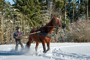 Fototapeta na wymiar Skioring, winter sports with horse. A man stands on skis and lets himself be dragged by his horse through the winter landscape. Skijoring is a winter sport, which has its roots in Scandinavia.