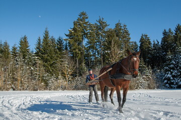 Fototapeta na wymiar On a beautiful winter day, a man on skis is pulled by his horse through the wonderful white winter landscape in the Black Forest. Skijoring is a winter sport, which has its roots in Scandinavia.