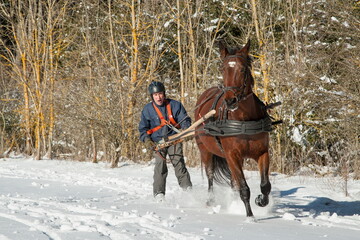 Fototapeta na wymiar Skioring, winter sports with horse. The driver pushes his horse to make it run faster. Skijoring is a winter sport, which has its roots in Scandinavia.