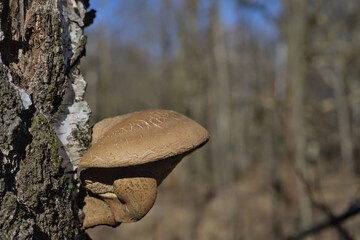 fungus (polypore) growing on a birch tree