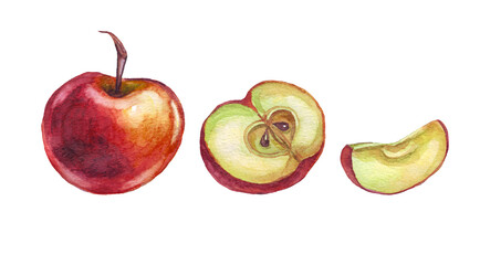 Apple. Watercolor illustration. Hand painted
