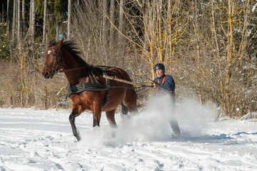 Fototapeta na wymiar Full speed through the snow. A man stands on skis and lets himself be dragged by his horse through the winter landscape. Skijoring is a winter sport, which has its roots in Scandinavia.