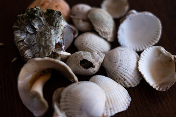 Verschiedene Muscheln / Various shells