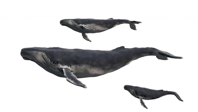 Group of swimming blue whales isolated on white background. Realistic 3d digital animation.