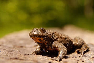 Yellow-Bellied Toad on the rock (Bombina variegata), Bieszczady Mountains, Carpathians, Poland.