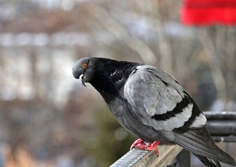 Various poses of the pigeon perching on the balcony rail
