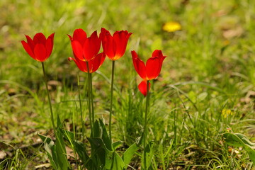 Red flowers blooming in spring in the city park