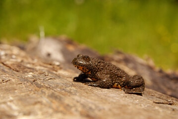 Yellow-Bellied Toad on the rock (Bombina variegata), Bieszczady Mountains, Carpathians, Poland.