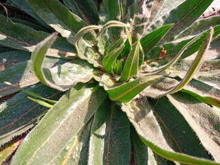 aloe vera plant