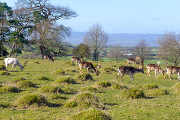 Group of deer in the England countryside