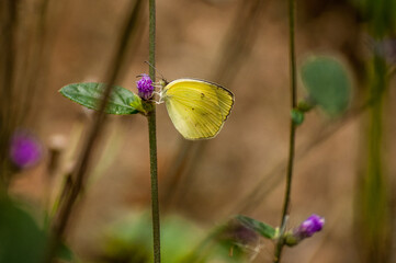 butterfly on a flower