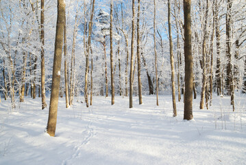 Snowy trees in winter forest.