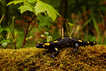 Fire Salamander on the rock, Salamandra salamandra.