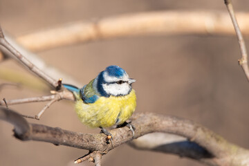 A blue tit (Cyanistes caeruleus) perched