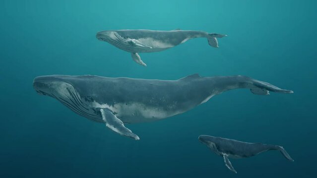 Group of swimming blue whales underwater in the ocean or sea. Realistic 3d digital animation.