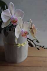 A light orchid with a pink center blooms in a potted room.