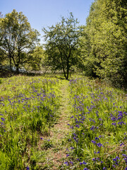 Obraz premium Spring bluebells at Worthington Lakes, Standish, Lancashire, UK