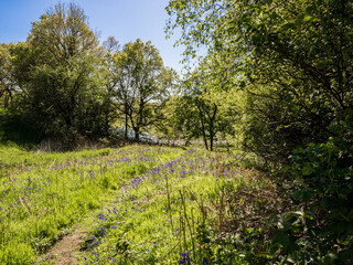 Fototapeta na wymiar Spring bluebells at Worthington Lakes, Standish, Lancashire, UK