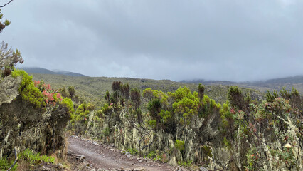 Climbing Kilimanjaro, Africa. The amazing nature of Tanzania. Foggy mountain landscape.