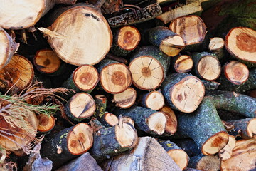 Front view of a border with fruit tree wood, suitable for smoking meat. Bark and shoots. Cut logs stacked on top of each other.