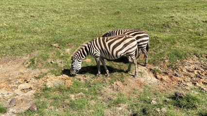 Striped zebras graze in Ngorongoro National Park. Long shot. Safari in Tanzania.