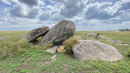 A lone wild lion lies in stones on green grass in the Serengeti National Park. Long shot.