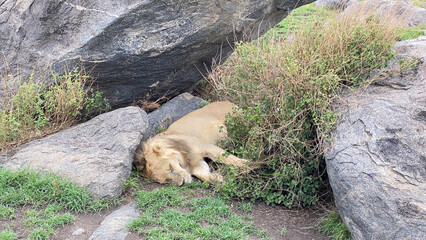 A wild lion sleeps by the rocks on the green grass in the Serengeti National Park. Long shot.
