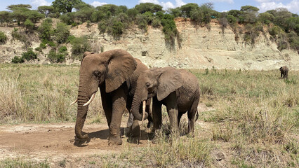 Two elephants - a mother and her baby - walk through a green field in the Serengeti National Park. Safari in Tanzania.