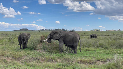 A small group of elephants graze on a green field in the Serengeti National Park. Long shot. Safari in Tanzania.