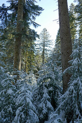 winter wonderland in forest in bavaria