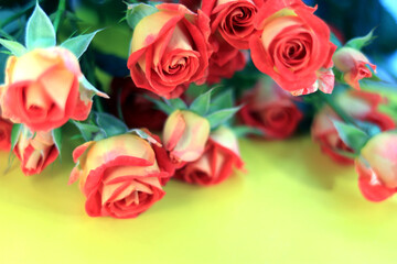 Shrub roses on a yellow table 