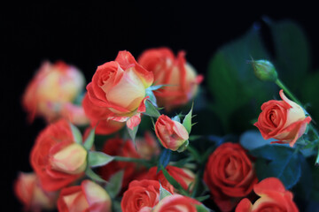 Bouquet of pink spray roses