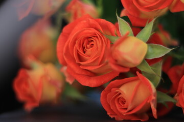 Bouquet of pink spray roses