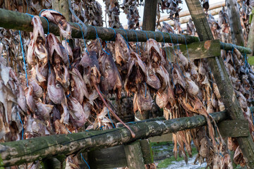  Fish hangs on drying frames in the fresh air on fish racks for the production of the dried codfish near Hafnarfjörður / Hafnarfjördur