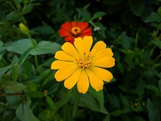 yellow flower in the garden